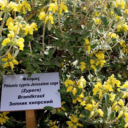 Polis Herb Garden Dış mekan fotoğraf